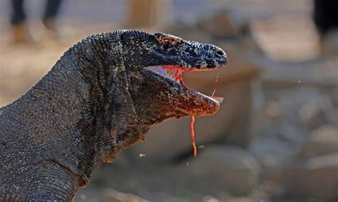 🔥 Venom filled saliva of the Komodo Dragon 🔥 : r/NatureIsFuckingLit