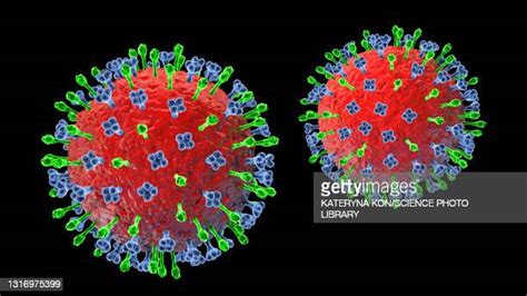 48 Hendra Virus Hendra Stock Photos, High-Res Pictures, and Images ...