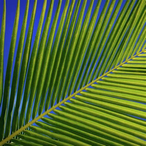 Coconut Palm Leaf - Coconut Palm - Leaves - Florida Coconuts - Store