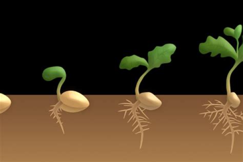 AgriBegri - Steps of Seed Germination, Types, and Stages