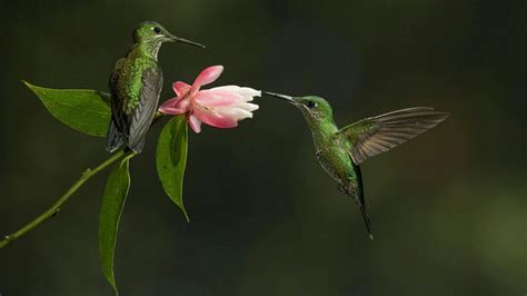 Hummingbird Wallpapers - Top Free Hummingbird Backgrounds - WallpaperAccess