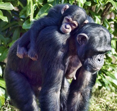 Mother & Baby Chimpanzee - a photo on Flickriver