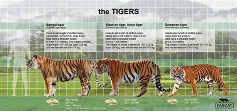 The tigers size by bigfancat on DeviantArt | Siberian tiger, Sumatran ...