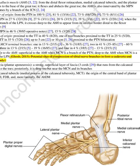 3 Anatomy of the branches of the posterior tibial nerve. Note the... | Download Scientific Diagram