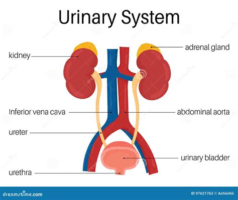 Urinary System stock vector. Illustration of bladder - 97621763