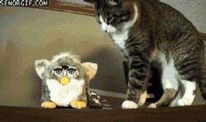 Confused Cat GIF - Find & Share on GIPHY