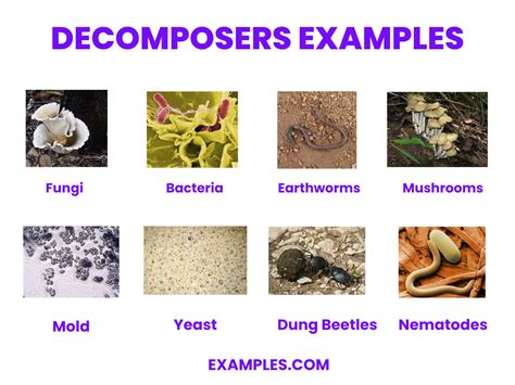 Decomposers - Examples, How to Create, PDF