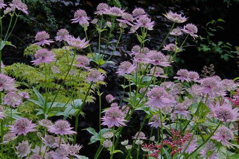 Astrantia major 'Florence' – Ballyrobert Gardens