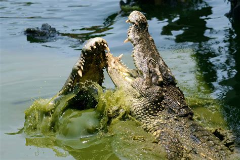 Jaw-Dropping Video Shows Crocodile Cannibalism in the Wild (VIDEO)