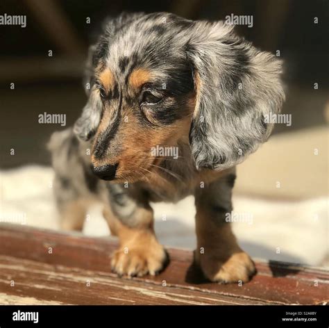 How Much Do Dapple Dachshund Puppies Cost