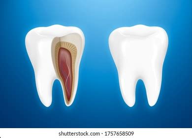 Tooth Anatomy Isolated On Blue Background Stock Illustration 1757658509 ...