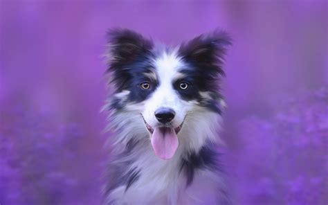 Download Cute Black And Purple Aesthetic Dog Wallpaper | Wallpapers.com