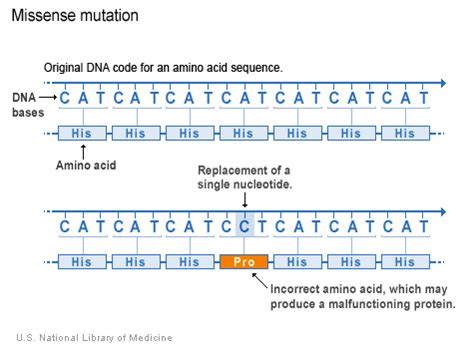 Missense Mutation — Definition & Examples - Expii