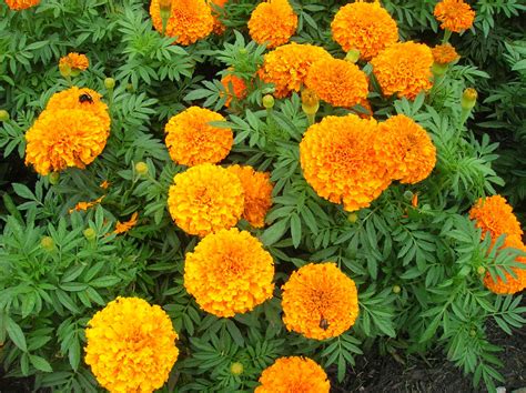 How to Grow: Marigold- Growing and Caring for Marigolds