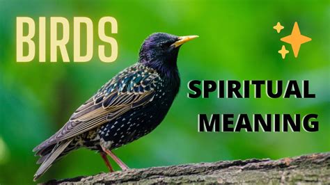 BIRDS SYMBOLISM 🐤🐤 - The Spiritual Meaning of Birds - YouTube