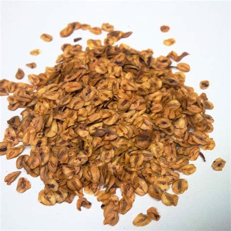 Dawn Redwood Seeds - Metasequoia glyptostroboides from a UK specialist