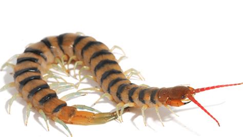 Centipede Venom Is A Cocktail Of Genetic Material Nicked From Bacteria And Fungi | IFLScience