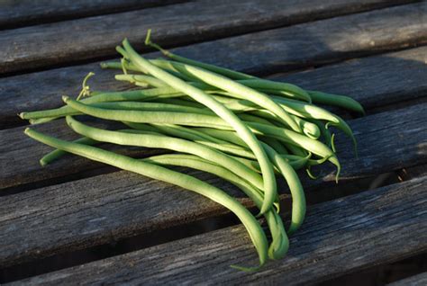 Green Bean Varieties, Types of Green Beans