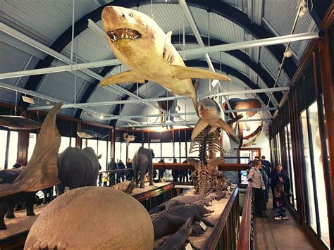 Why You Should Visit The Tring Natural History Museum