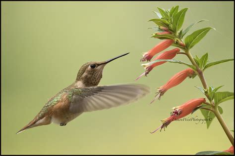 Hummingbird 0203 web | Female Rufous Hummingbird feeding fro… | Flickr