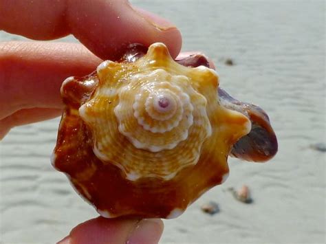 Florida fighting conch sanibel Florida fighting conch sanibel – I Love ...