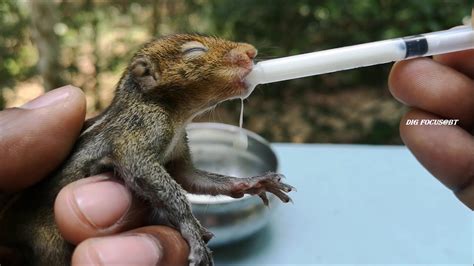 HOW TO RESCUE & CARE FOR AN ORPHANED BABY SQUIRREL