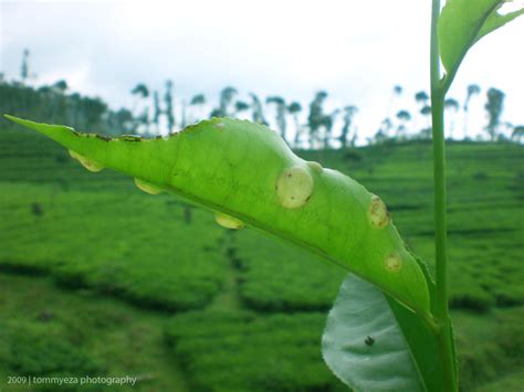 Penyakit Pada Pucuk Daun Teh by tommyeza on DeviantArt