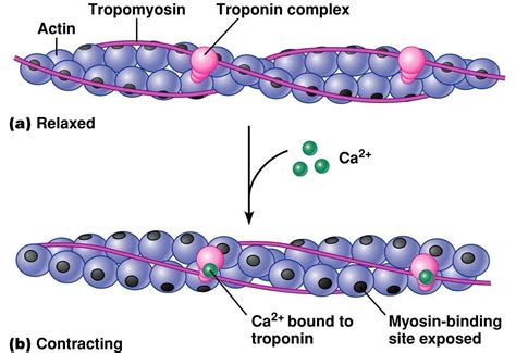 Calcium Troponin | Hot Sex Picture