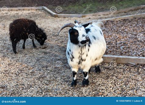 Black and White Holland Pygmy Goat Billy / Buck in Farm Stock Image ...