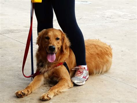 Are Golden Retrievers Easy To Train? (The Answer Might Surprise You) – Golden Hearts