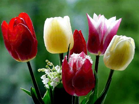 Тюльпаны | Тюльпаны, Красивые цветы, Цветы