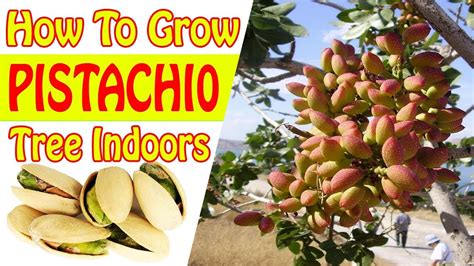 How To Plant And Grow A Pistachio Tree, 42% OFF