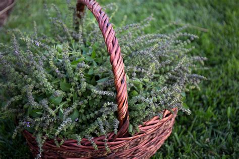 How to Grow Tulsi (Holy Basil) — Floranella