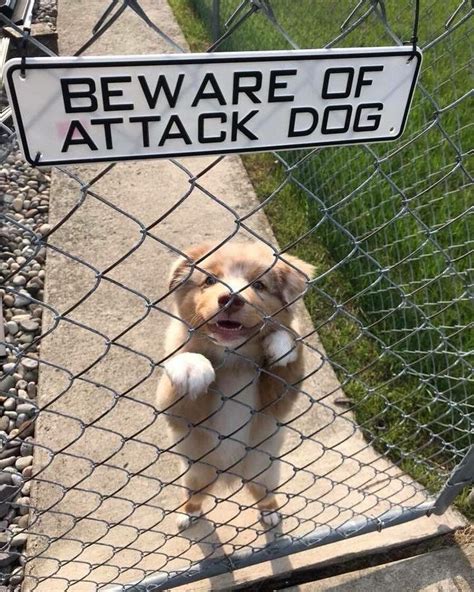 dANgerOuS pUPpeR StoPEd bY fENcE! Zoom ANIMALS dangerous, fence, pupper, StoPEd https ...