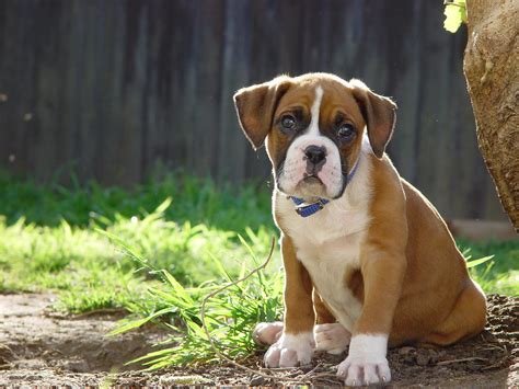 Boxer Puppy | Cute brown boxer puppy. Eight weeks old puppy.… | Flickr