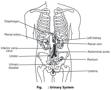 Functions Of Urinary System