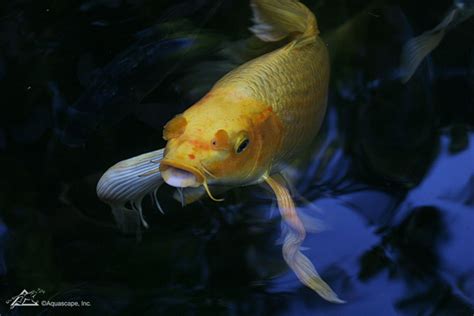 Butterfly Koi: Mutts or Jewels of the Pond? - Aquascape, Inc.