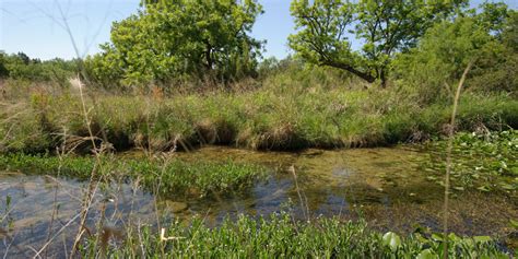 Is a Riparian Forest Buffer Right For Your Site Development Project? - Herbert, Rowland & Grubic ...