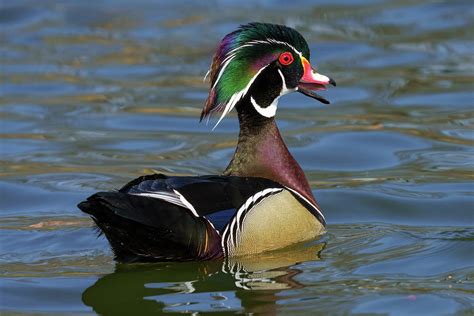 Drake Wood Duck Photograph by Laurie Lobbregt - Fine Art America