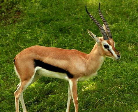 Thompson's Gazelle 9 | Emily P | Flickr