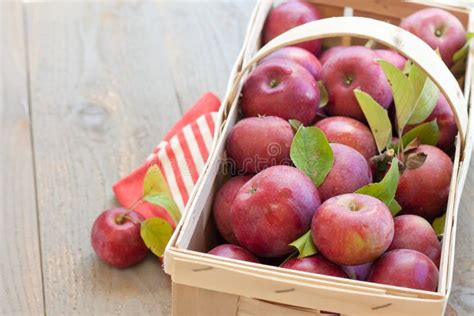 Basket of Fresh Picked Apples Stock Image - Image of nutritious ...