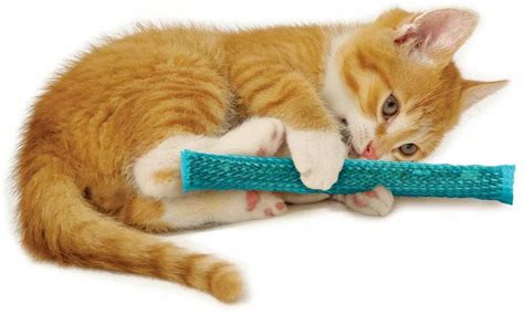 Are Dog Toys Safe For Cats