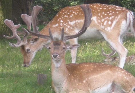 Fallow deer - People's Trust for Endangered Species