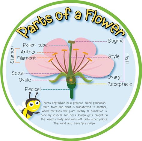 Pollination - Parts of a Flower | Inspirational Group