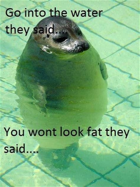 You won't look fat they said... Fat Animals, Animals And Pets, Cute Animal Memes, Funny Animals ...