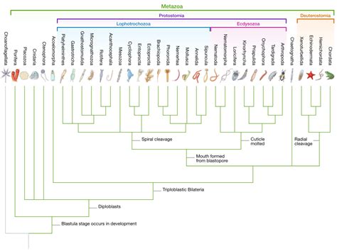 Phylogenetic tree of Metazoa