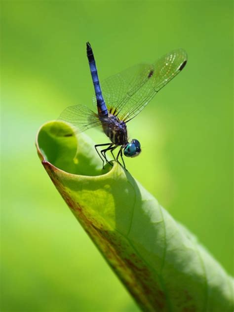 Freshwater Insect Pictures -- National Geographic