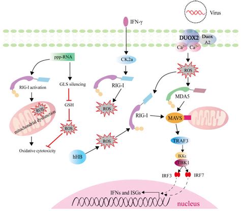 IJMS | Free Full-Text | Roles of PRR-Mediated Signaling Pathways in the Regulation of Oxidative ...