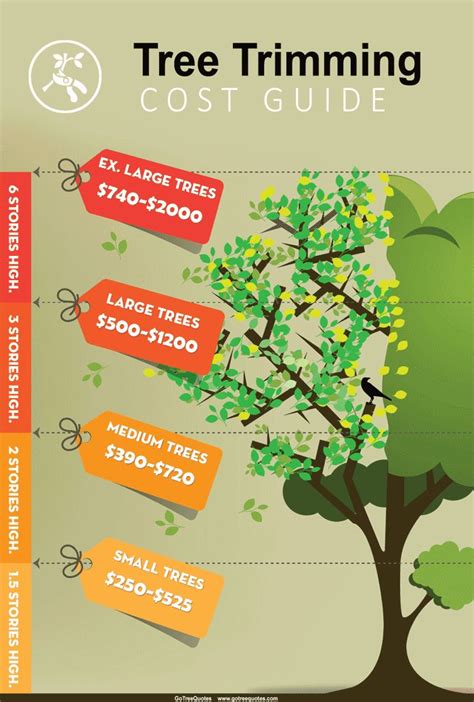 Tree trimming cost infographic | Tree trimming cost, Tree trimming service, Tree trimming