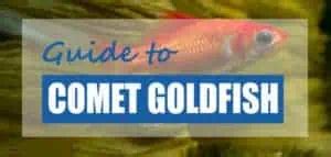 Comet Goldfish Pond Facts, Care, Lifespan & Breeding (Updated) - Pond Informer